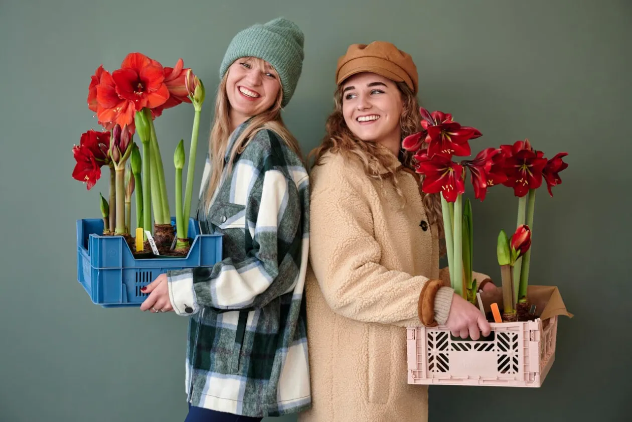 Dutch-bulbs-Amaryllis-Bulbs-and-Flowers.jpg