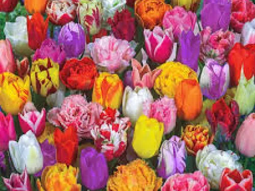 Dutch-bulbs-case